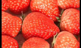 草莓视频h,探索视觉盛宴的数字世界